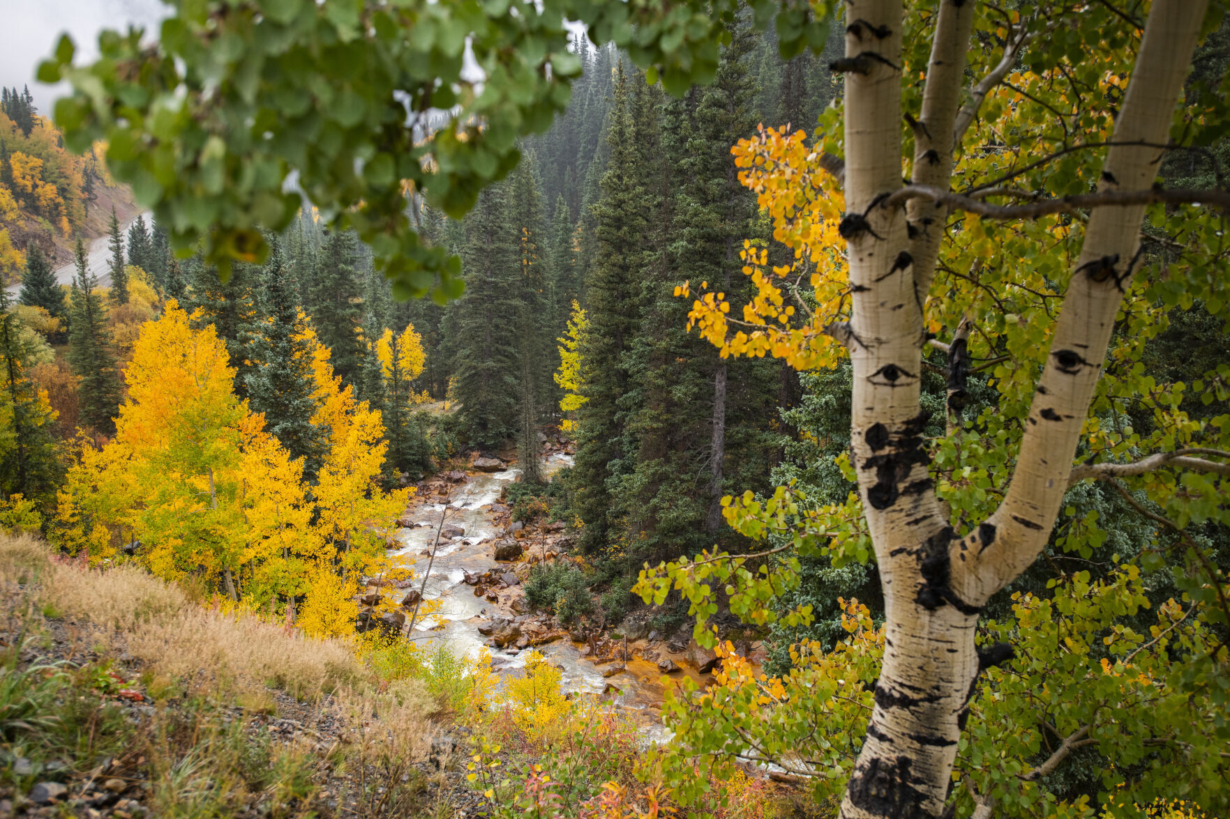 09_29_21 aspens 01270.jpg